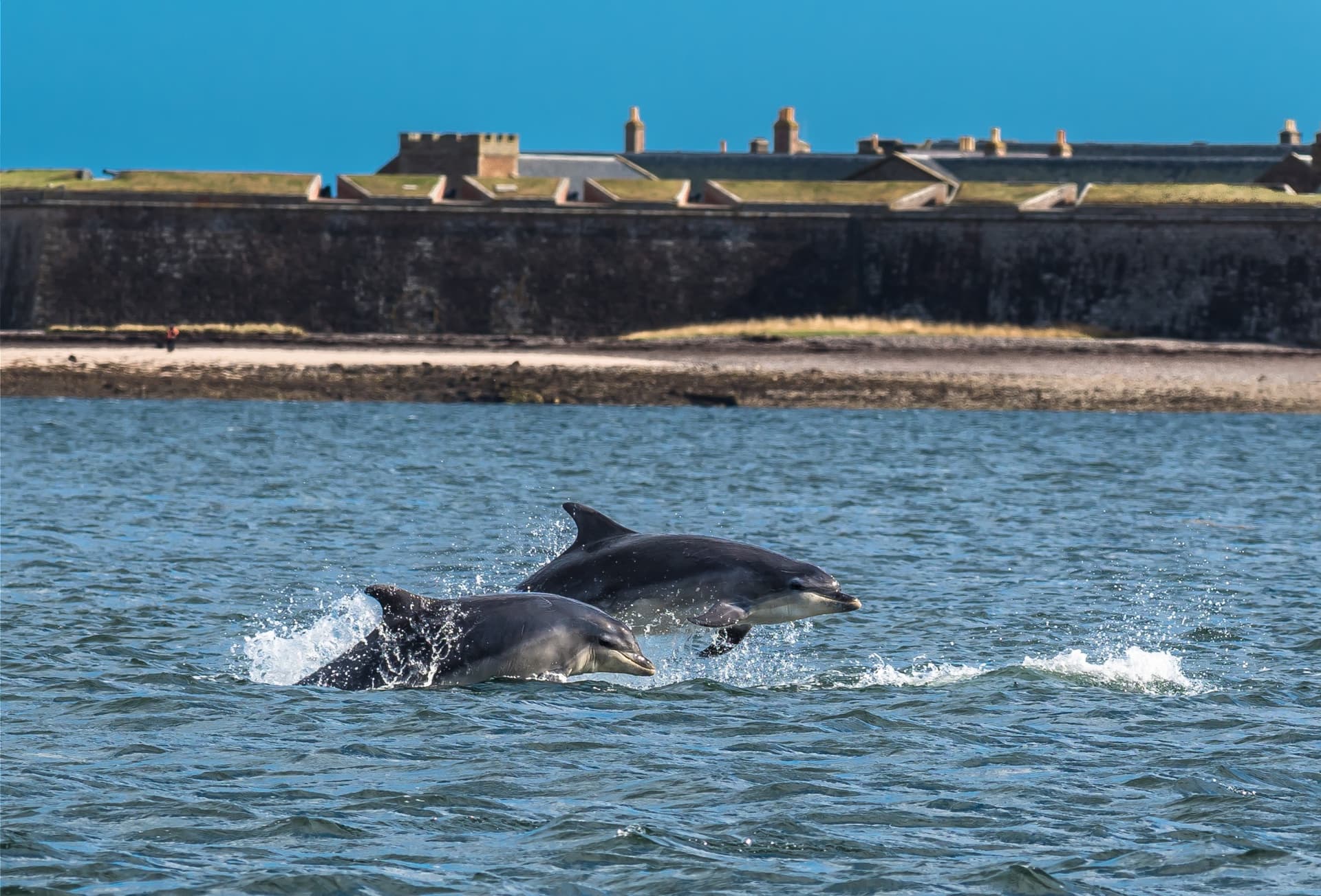 dolphins ecosse